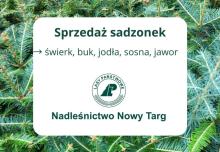 Sprzedaż sadzonek